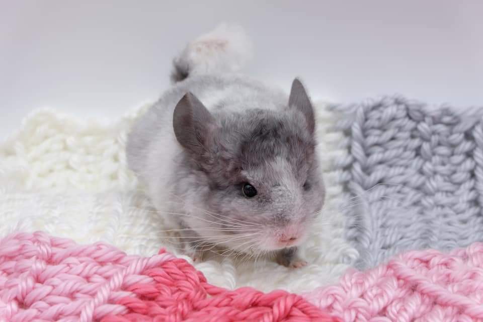 FB IMG 1662477803810